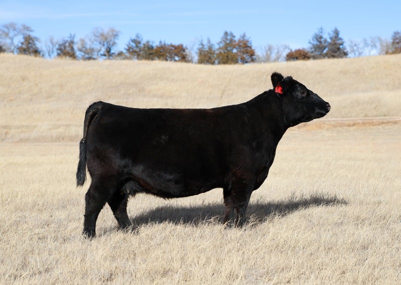 Kay R Cattle KD Cattle